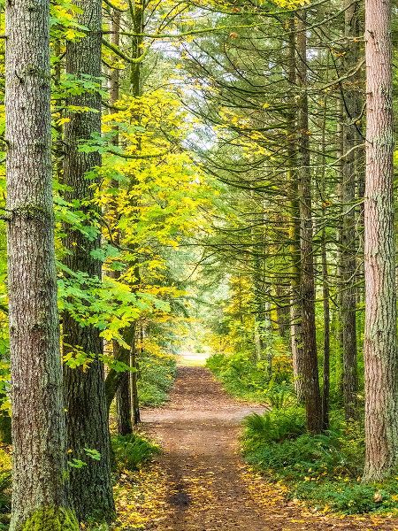 Gulin, Sylvia 아티스트의 USA-Washington State-Sammamish with trail edged by evergreens and maple trees작품입니다.